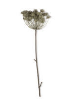 Artificial Angelica Haze Stem