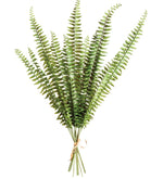 Boston Fern Bundle