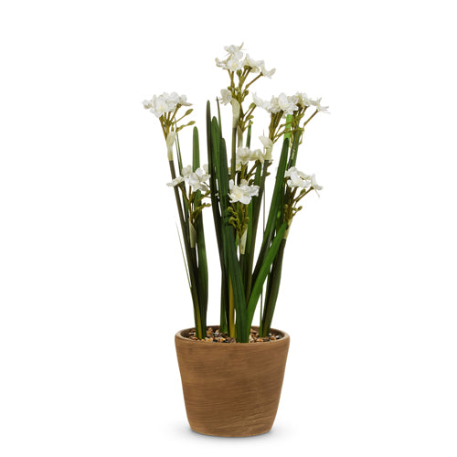 Potted Paperwhites