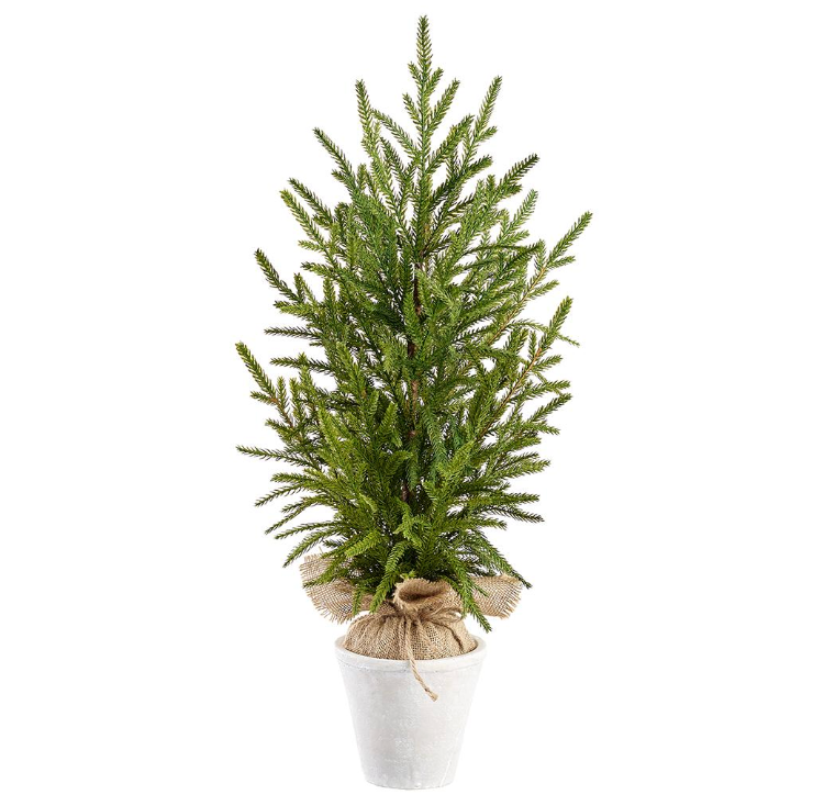 Cypress in Terra Cotta Pot - Small