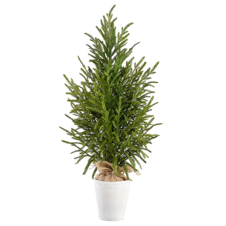 Cypress in Terra Cotta Pot - Large