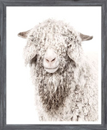 Angora Goat Mini in Grey Frame