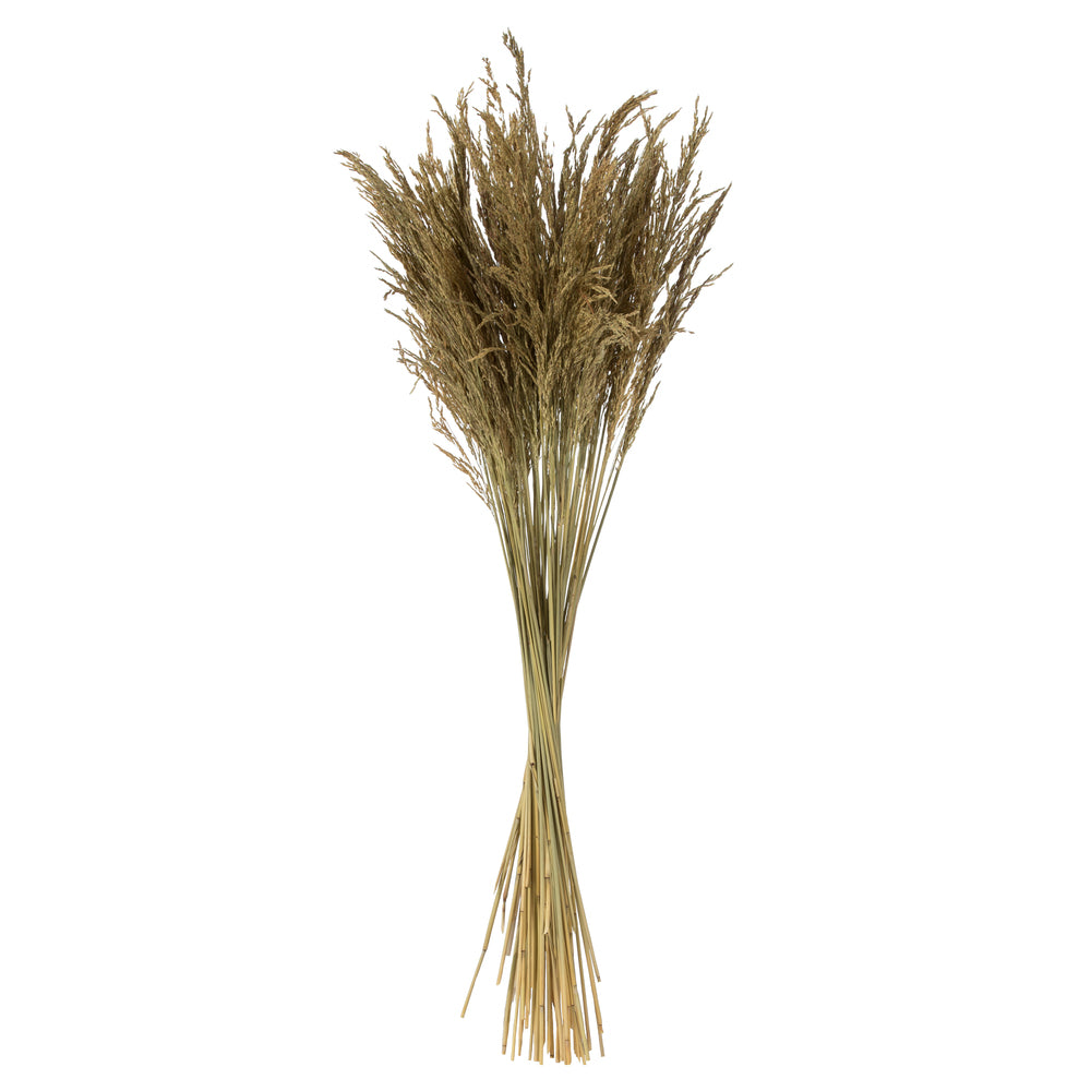 Natural Congo Grass Bundle