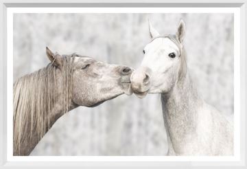 
            
                Load image into Gallery viewer, Kissing Ponies Wall Art
            
        
