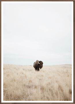 Buffalo in the Plains Wall Art
