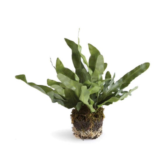 
            
                Load image into Gallery viewer, Echeveria Fern 8.5&amp;quot;
            
        