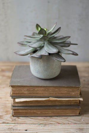 
            
                Load image into Gallery viewer, Succulent with Cement Pot
            
        