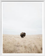 Buffalo in the Plains in White Frame 16 x 20
