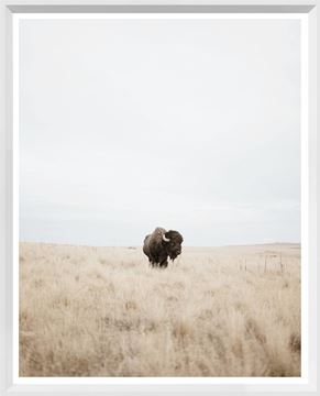 
            
                Load image into Gallery viewer, Buffalo in the Plains in White Frame 16 x 20
            
        