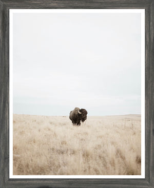 Buffalo in the Plains in Grey Frame 16 x 20