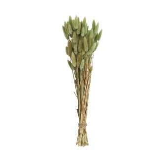 Dried Bunny Tail Green Grass Bunch