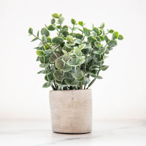 Boxwood Sage in Cement Pot