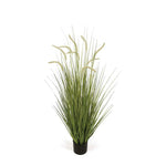 Foxtail Grass 4'