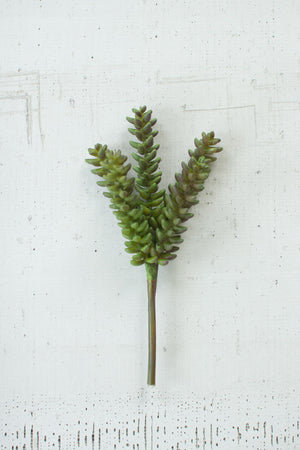 Branch Succulent Stem